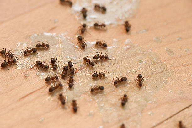 Best Wasp Removal Services  in Kent Acres, DE